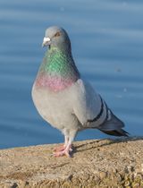 الحمام الزاجل.