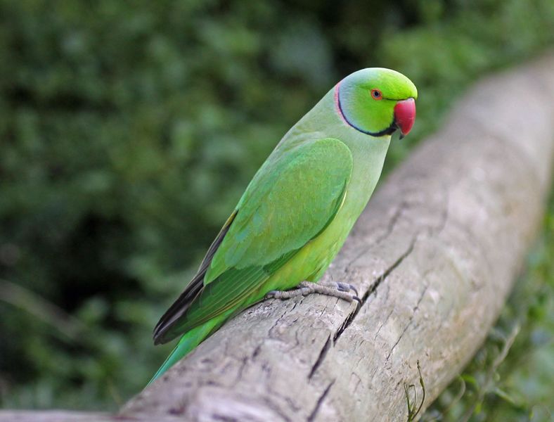 ملف:Rose-ringed Parakeet RWD.jpg