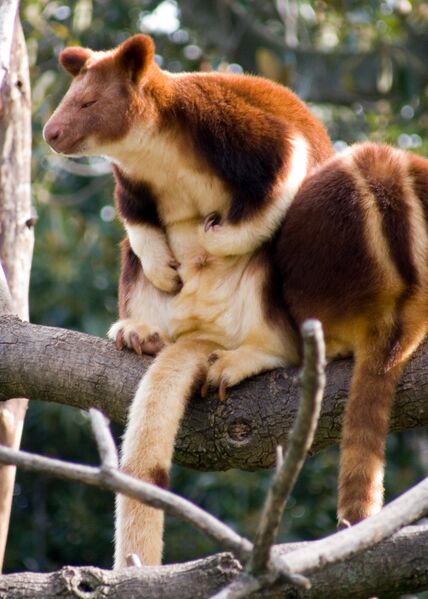 ملف:Tree kangaroo2.jpg