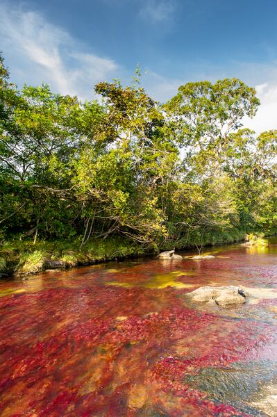 ملف:Caño Cristales 01.jpg