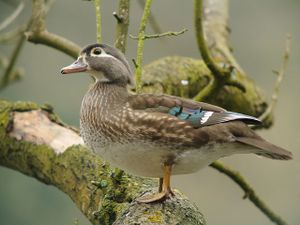 Female Wood Duck (Aix sponsa), Parc du Rouge-Cloître, Brussels.jpg