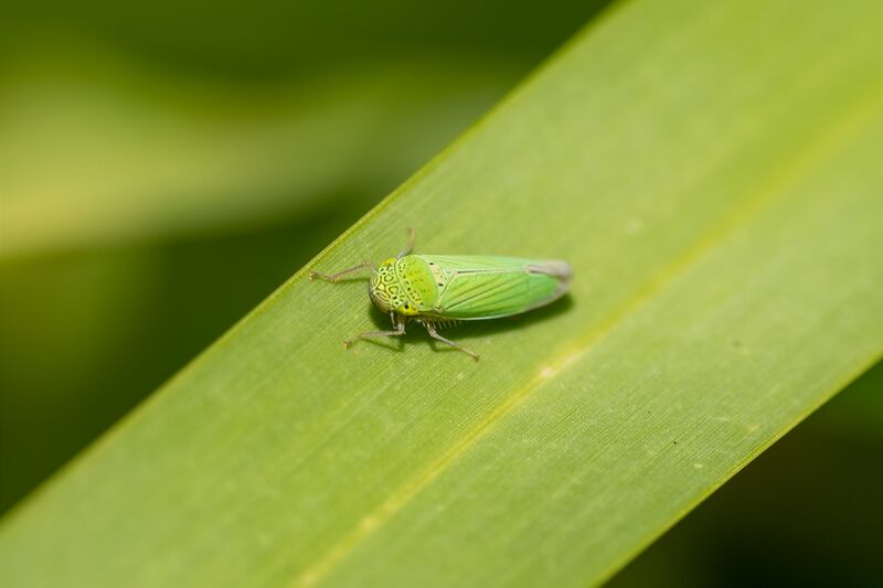 ملف:Hortensia similis 98337656.jpeg