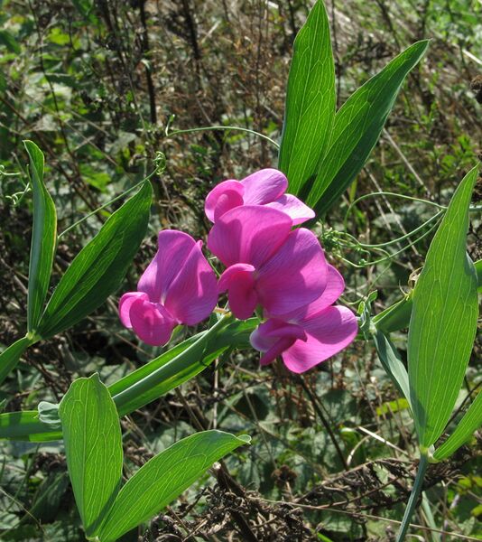 ملف:Lathyrus latifolius.jpg