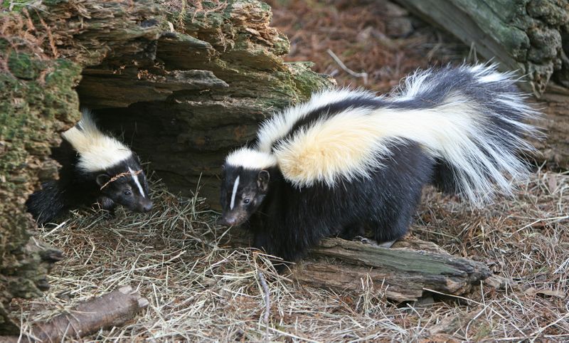 ملف:Striped Skunk.jpg