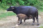 Water buffaloes in Wuyishan Wufu 2012.08.24 15-46-30.jpg