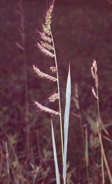 ملف:Echinochloa crus-galli.jpg