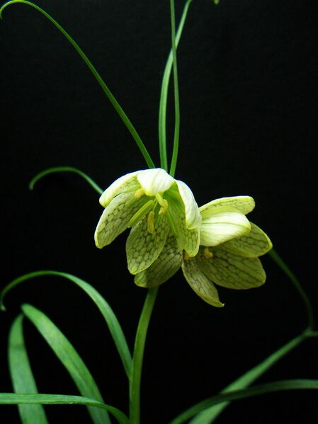 ملف:Fritillaria verticillata1TANAK.jpg