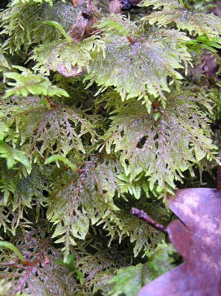 ملف:Hylocomium splendens 2005.03.31 10.33.44.jpg