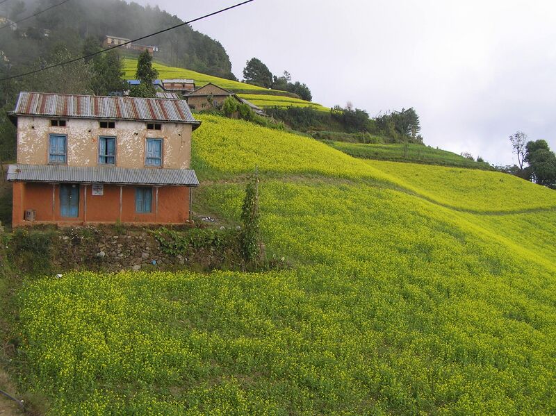 ملف:Mustard Fields of Dalchoki.JPG