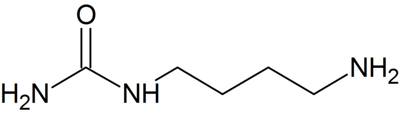 ملف:N-carbamoylputrescine.png