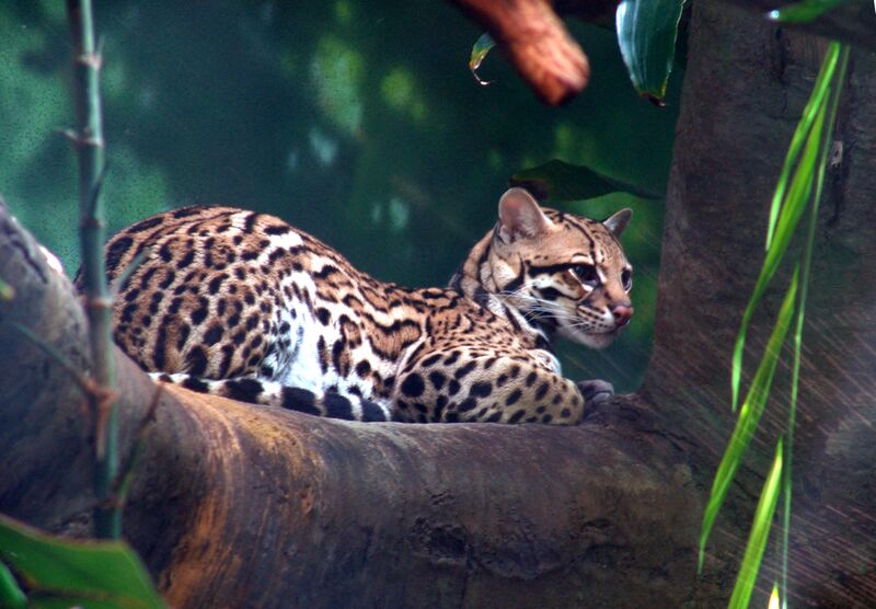 ملف:Ocelot 01.jpg