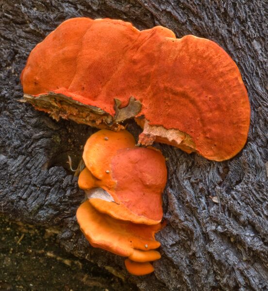 ملف:Pycnoporus coccineus 57079.jpg