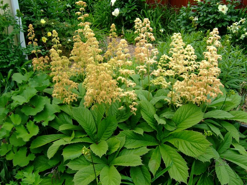 ملف:Rodgersia pinnata var. 'Superba'.jpg
