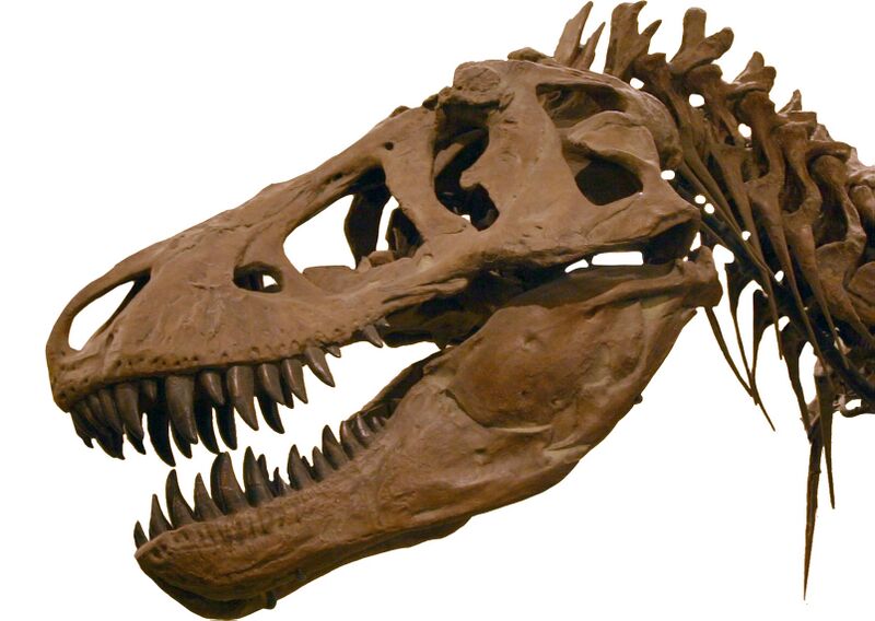 ملف:T-Rex2.jpg