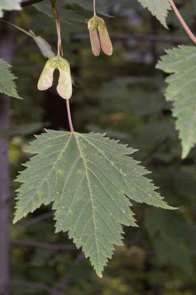 ملف:Acer glabrum 4809.JPG