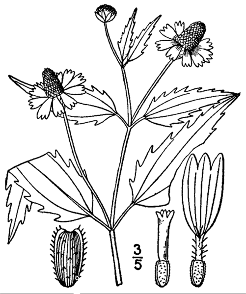 ملف:Acmella oppositifolia repens drawing.png