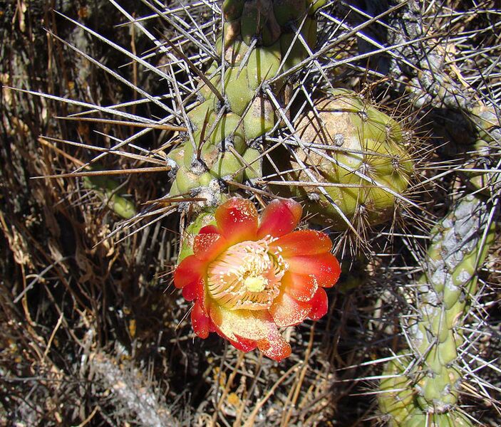 ملف:Austrocylindropuntia exaltata (8409006777).jpg