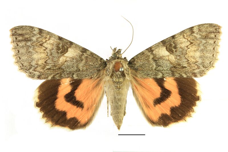 ملف:Catocala nupta SLU.JPG