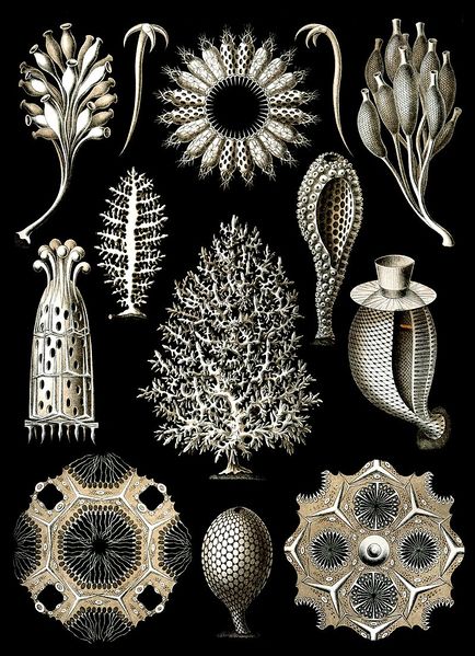 ملف:Haeckel Calcispongiae.jpg
