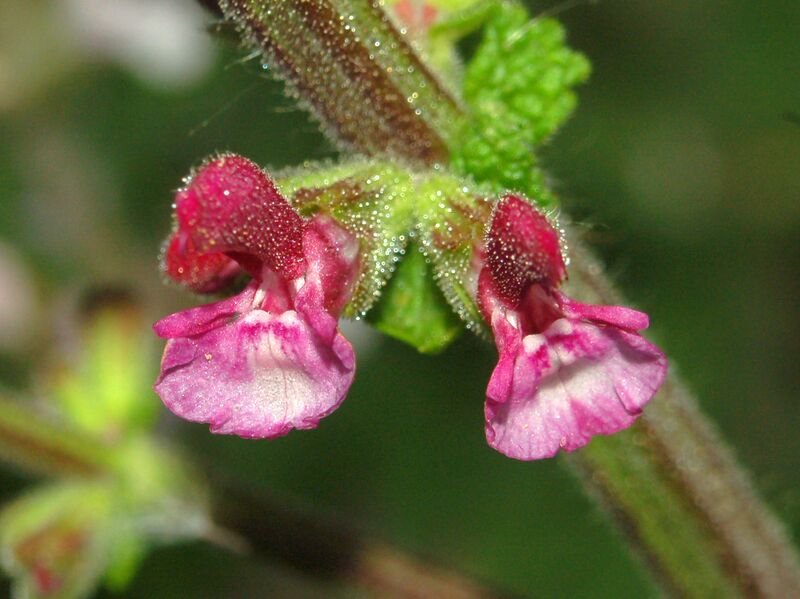 ملف:Lamiaceae - Salvia viscosa.JPG