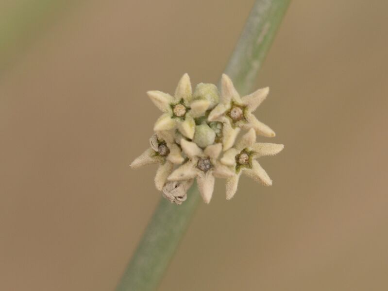 ملف:Leptadenia pyrotechnica 03.JPG