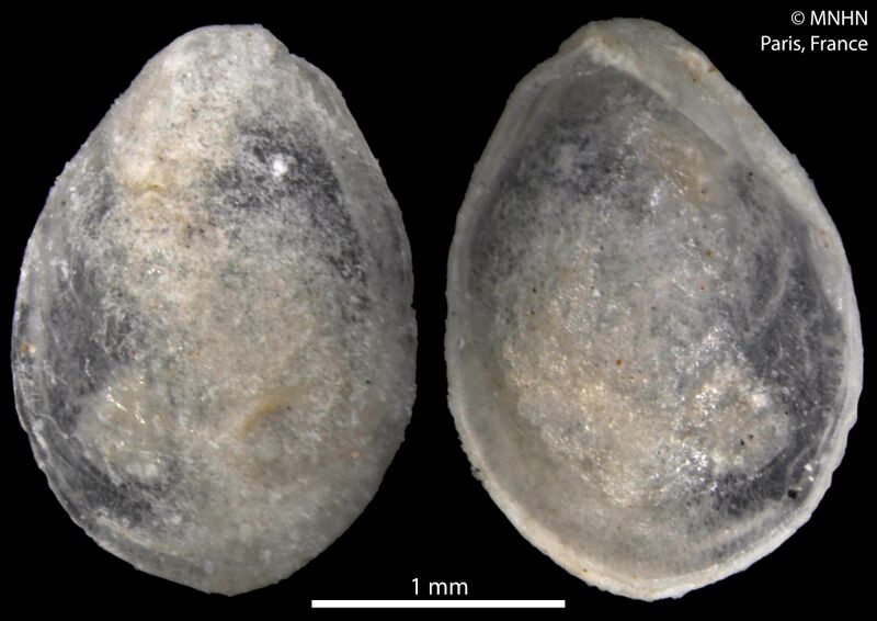 ملف:Philobrya modiolina (MNHN-IM-2000-34172) 001.jpeg