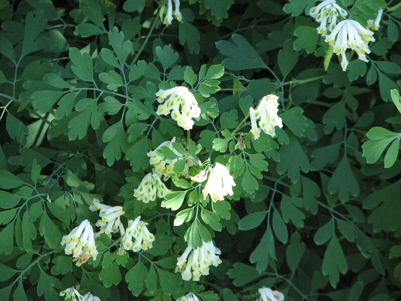 ملف:Pseudofumaria alba.jpg