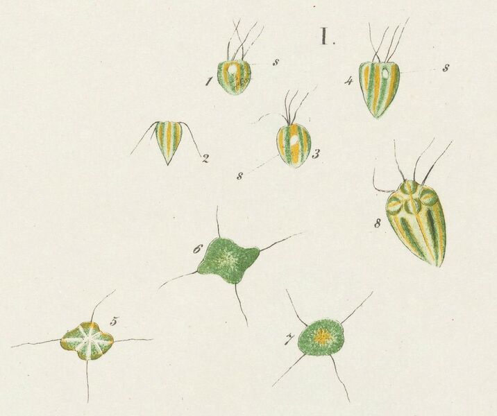 ملف:Pyramimonas tetrarhynchus Schmarda.jpg