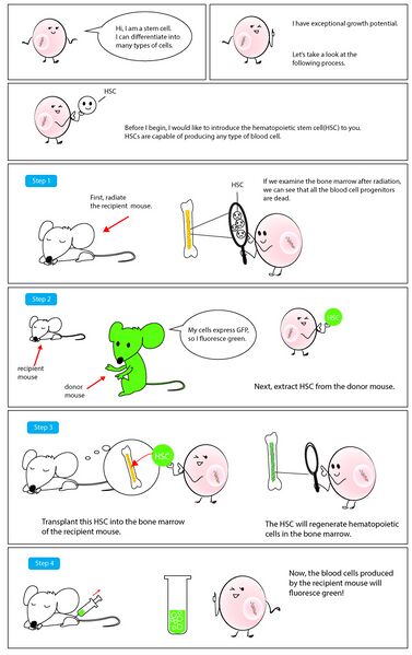 ملف:A HSC functional assay.jpg