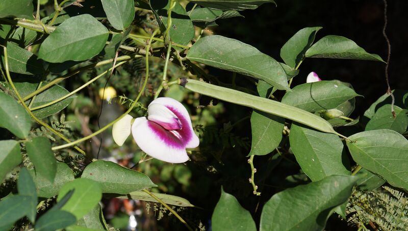 ملف:Centrosema plumieri (39144231992).jpg