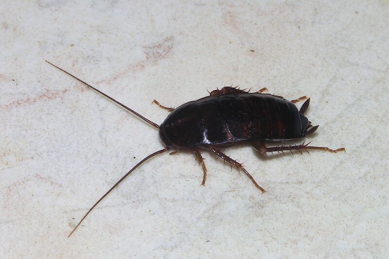ملف:Cockroach May 2007-1.jpg