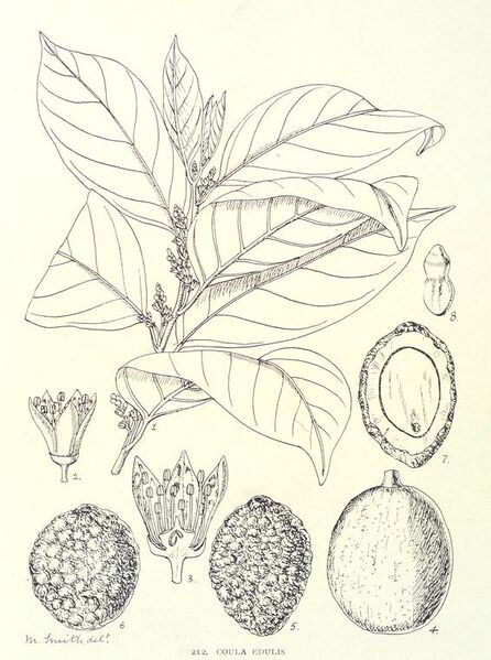ملف:Coula edulis-1906.jpg
