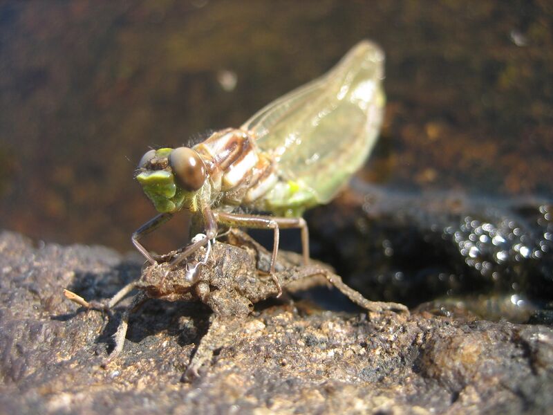 ملف:Dragonfly emerging.JPG