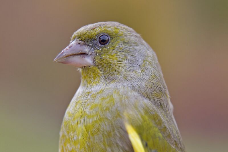 ملف:Greenfinch Carduelis chloris.jpg