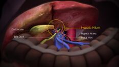 3D Medical Animation Still Shot Depicting parts of liver