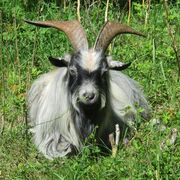 التيس القزم الأفريقي