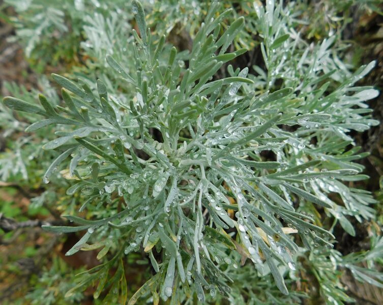 ملف:Artemisia caerulescens.jpg