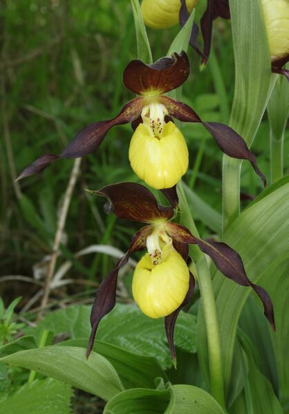 ملف:Frauenschuh Cypripedium calceolus.jpg
