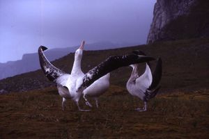Three massive birds stand on low grasslands, the closest bird has its long wings outstreched and its head pointing upwards