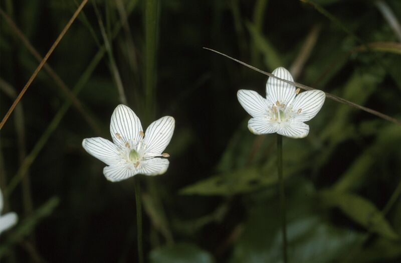 ملف:Parnassia glauca NRCS.jpg