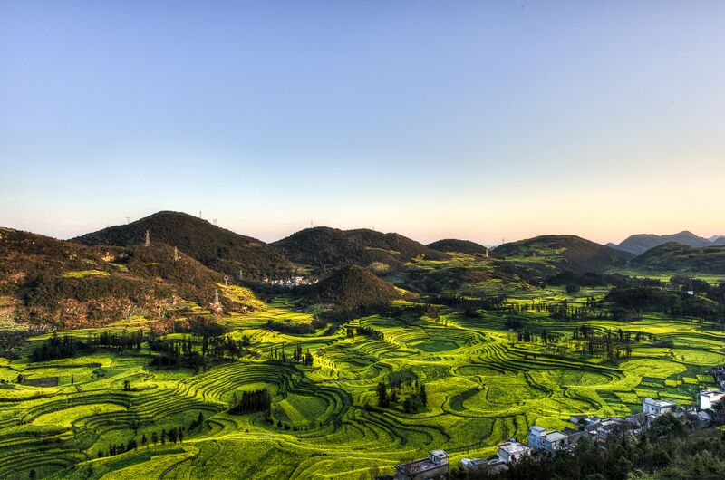 ملف:Rape Flower (100571545).jpeg