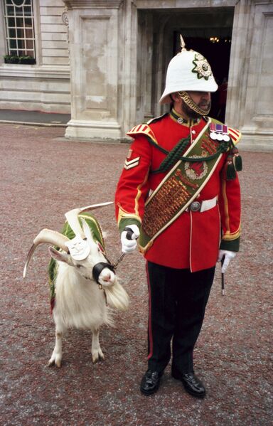 ملف:RoyalRegimentWalesGoat gobeirne.jpg