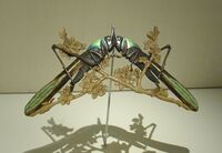 Cicadas, Museu Calouste Gulbenkian