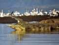 NileCrocodile--Etiopia-Omo-River-Valley-01.jpg