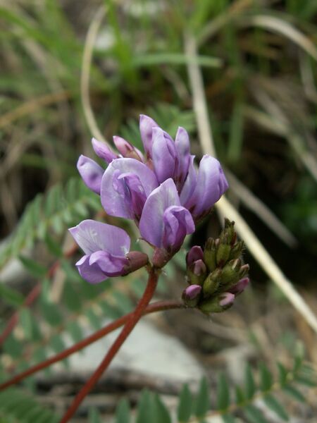 ملف:Oxytropis jaquinii.JPG