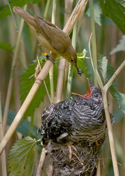 ملف:Reed warbler cuckoo.jpg