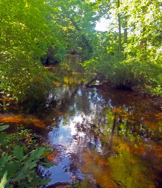 ملف:Verkeerder Kill.jpg