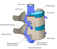 The five lumbar vertebrae define the lower back region