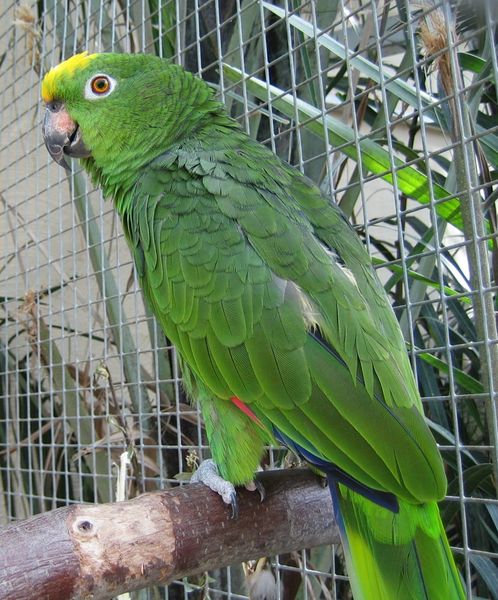 ملف:Amazona ochrocephala -zoo-8.jpg