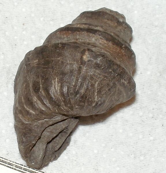 ملف:Ampullaria bicarinata 1.jpg